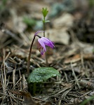 Калипсо луковичная_Фото